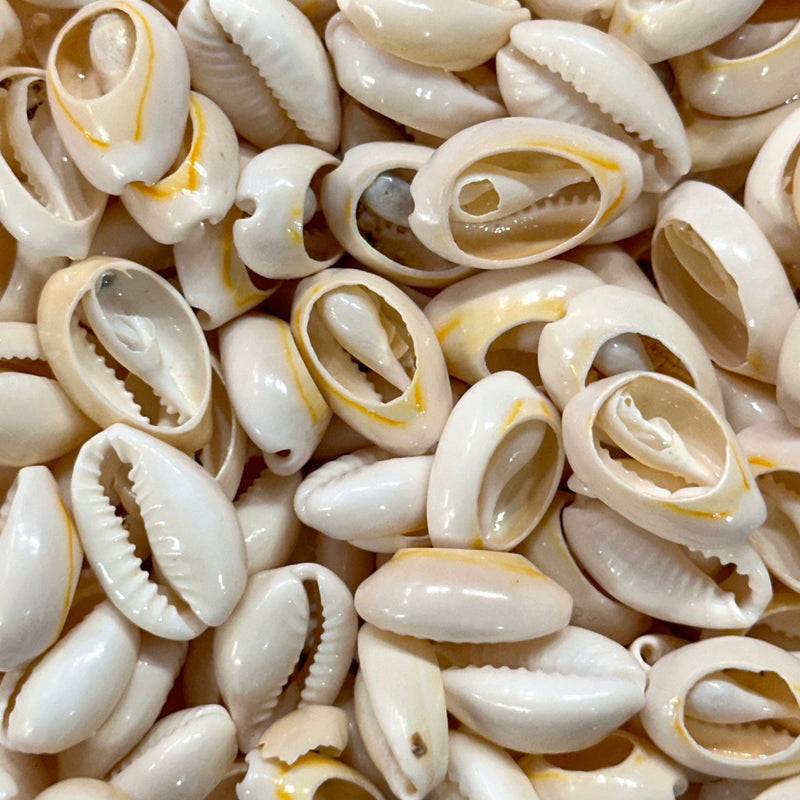 Natural Cowrie Shell Charms 100 gr Pack